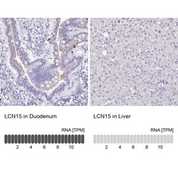 LCN15 Antibody, Novus Biologicals:Antibodies:Primary Antibodies